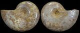 Cut & Polished, Agatized Ammonite Fossil - Jurassic #53792-1